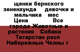 щенки бернского зененхунда. 2 девочки и 2 мальчика(2 мес.) › Цена ­ 22 000 - Все города Животные и растения » Собаки   . Татарстан респ.,Набережные Челны г.